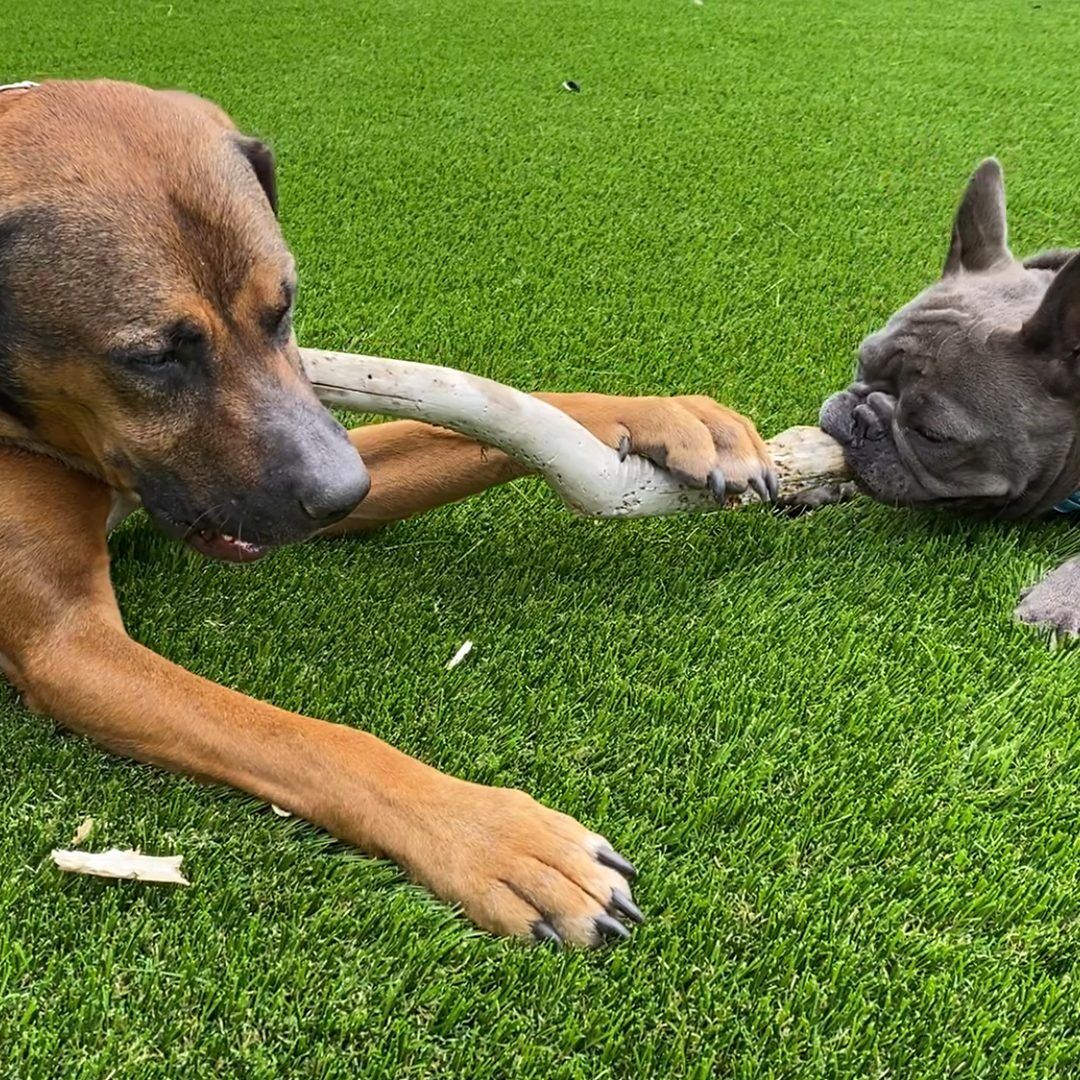 Pet Artificial Grass for Backyards, Kennel, Dog Parks, Orange County