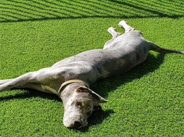 Gallery, Pet Artificial Grass for Backyards, Kennel, Dog Parks, Orange County