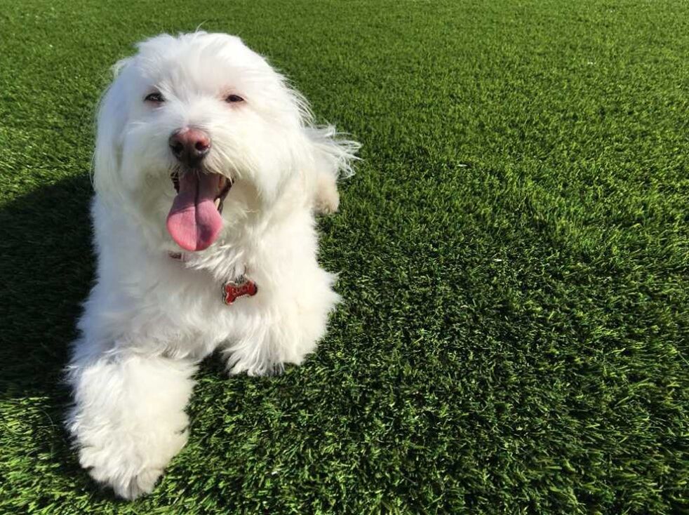 Pet Odor Treatment, Orange County Artificial Grass & Pavers