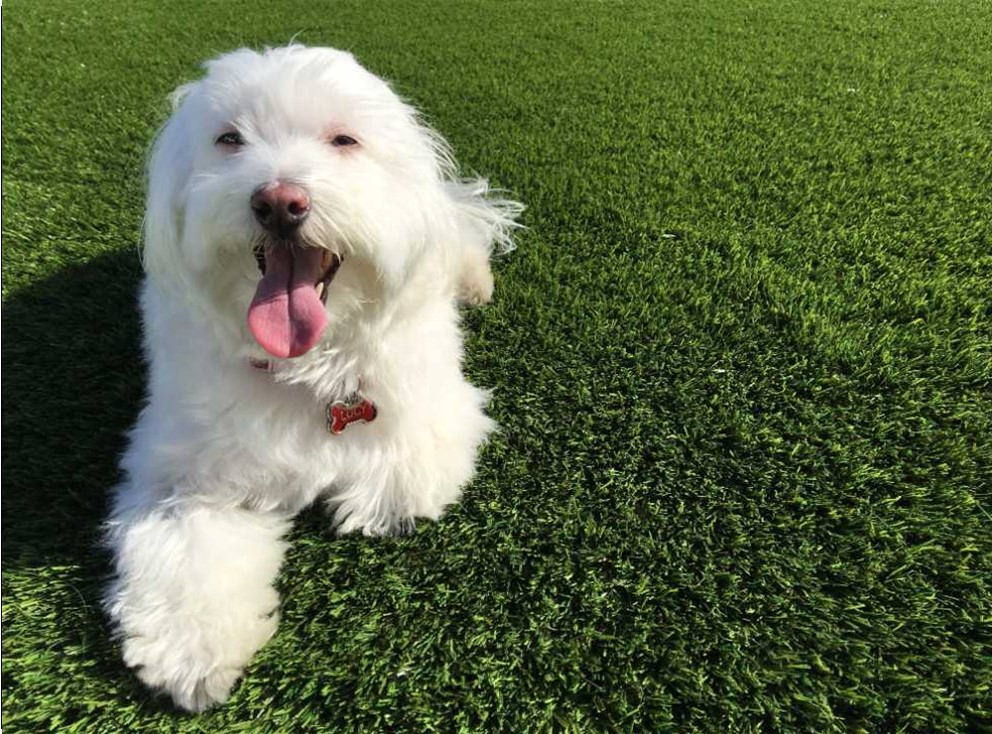 Pet Odor Treatment, Orange County Artificial Grass & Pavers